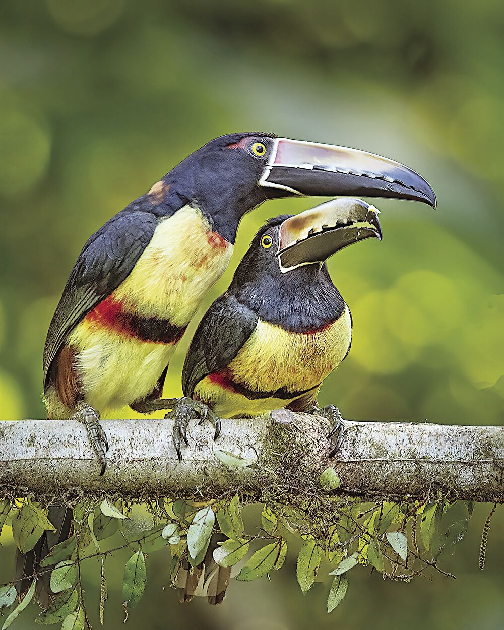 2. The Collared aracari with its distinctive beak coloration.tif